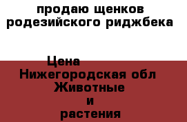 продаю щенков родезийского риджбека › Цена ­ 15 000 - Нижегородская обл. Животные и растения » Собаки   